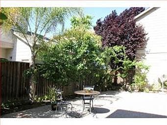 Backyard - with mature fruit trees