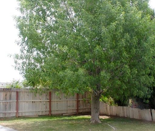 Front Tree