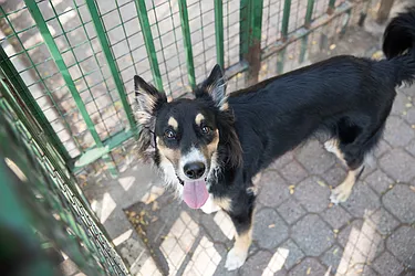 Dog for adoption - Jersey, a German Shepherd Dog Mix in Whitestone, NY