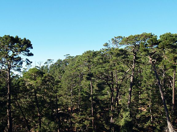 Forest View from Living Room