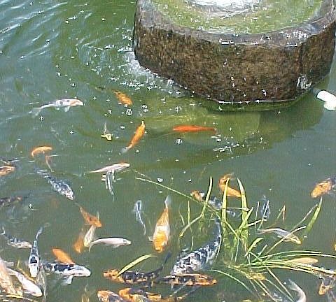 Fish in Pond