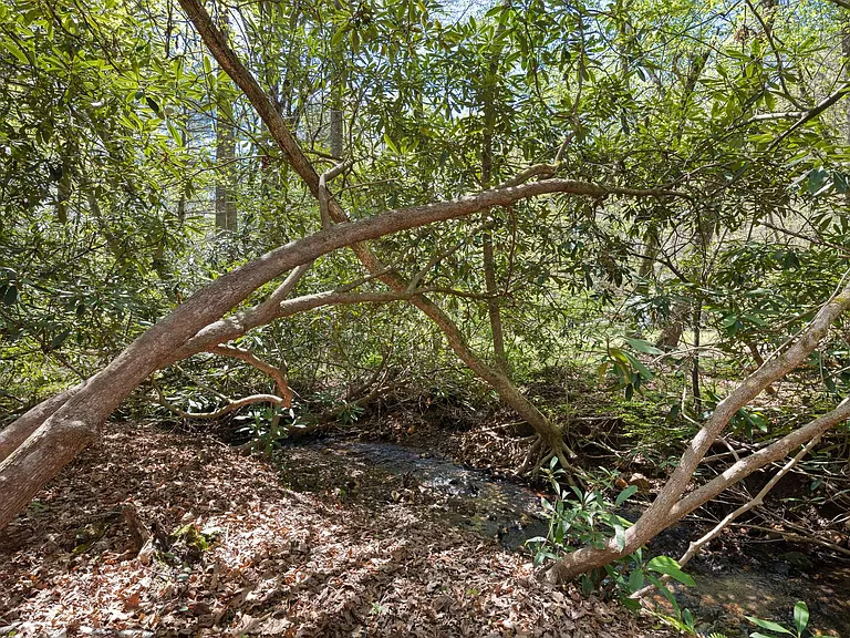 110 Sleepy Gap Rd — Photo 17