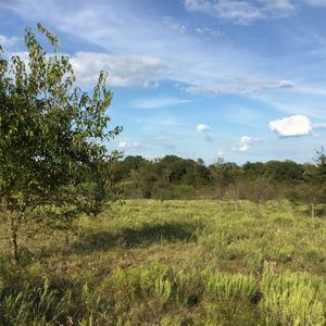 NE County Road 2160 #0, Kerens, TX, 75144