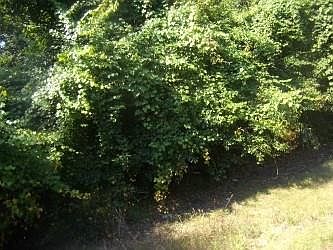 2nd image of Timberbend Dr