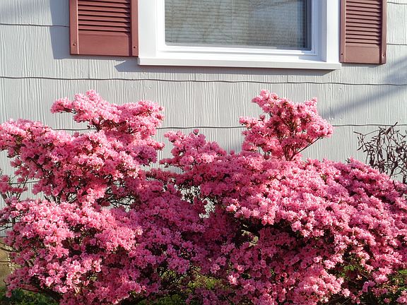 3rd image of 1736 Maple Ave