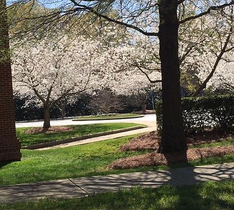 Beautiful Spring blooms out front
