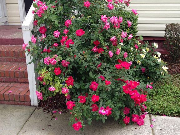 roses