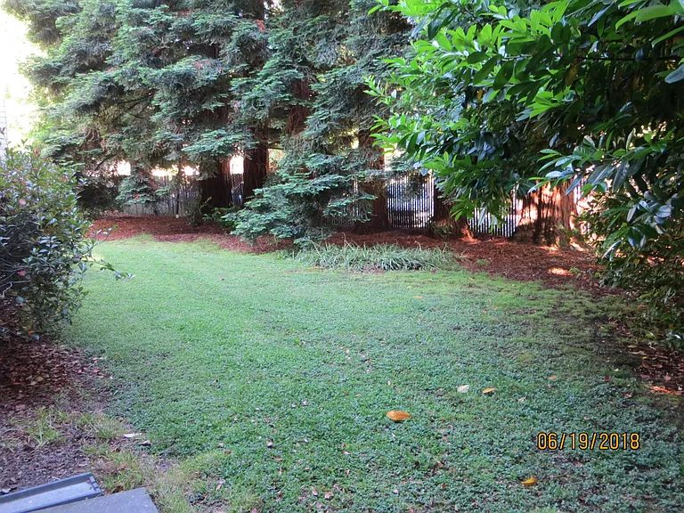 Greenbelt (lawn and Redwood trees) off patio.
