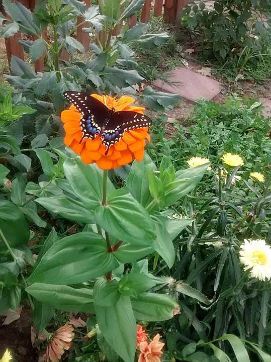 butterfly garden