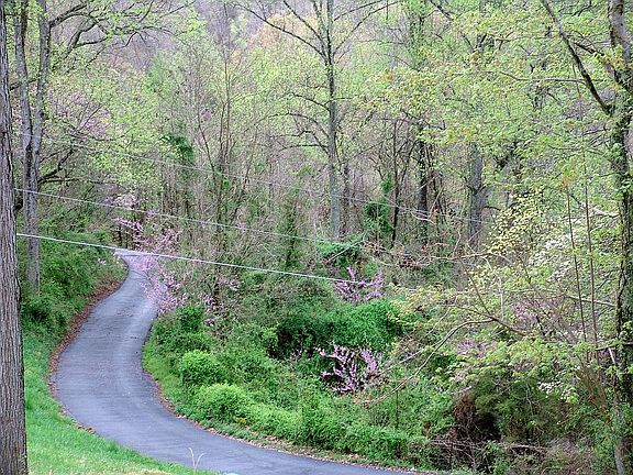 Driveway trough forest