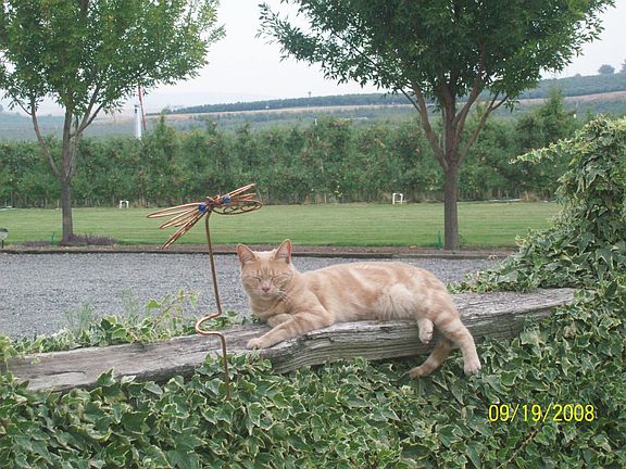 Property  orchard border