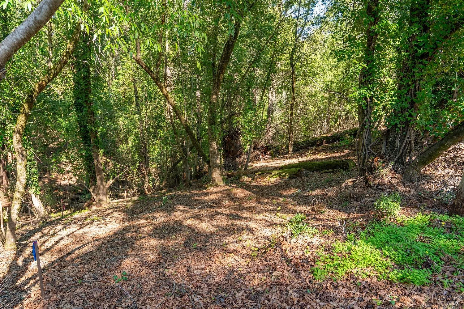 10612 Canyon Road - Photo 4