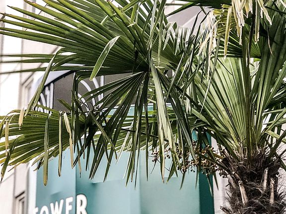 Palm Trees At Park Tower