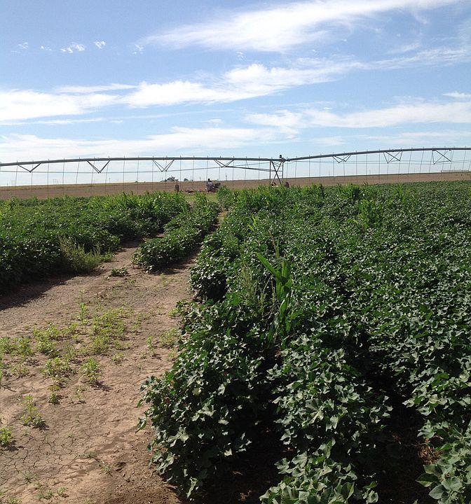 Rousser Farms