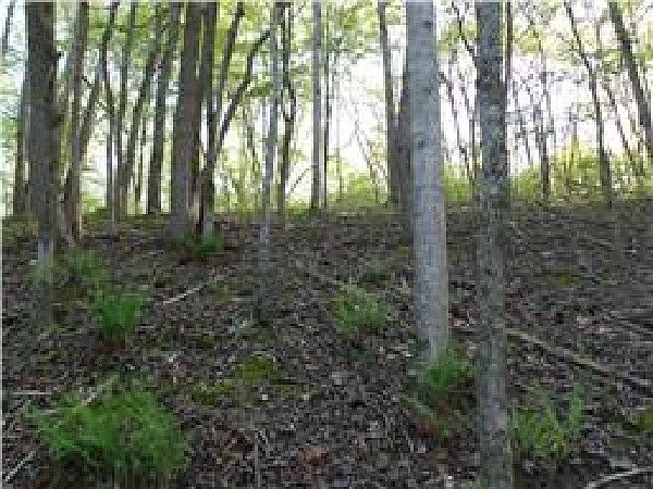 2nd image of Ridgeview Run #126