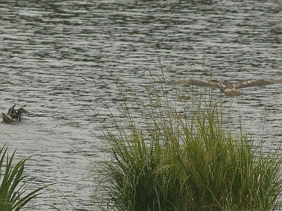 Oh Quack! Look close. Taken from deck in Aug. 2007