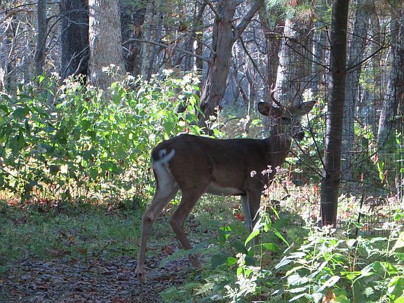 Mountain wildlife