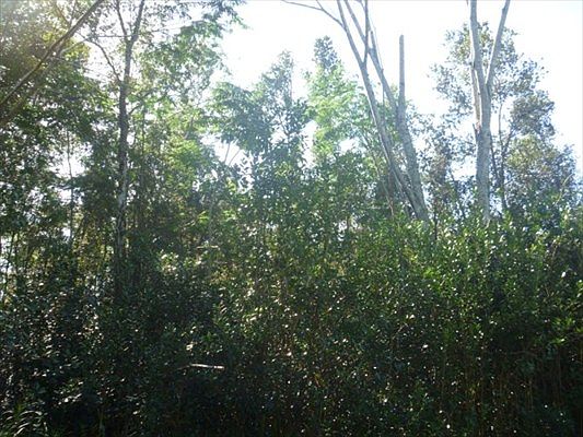 5th image of Hinalea St Lot 311