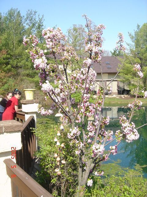 Deck on the Pond
