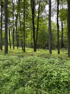 80 Acres North BRANCH ROAD, Wittenberg, WI, 54499