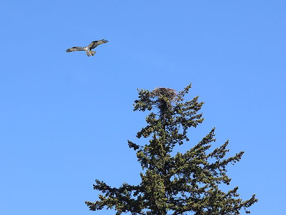 seahawks (osprey) as well