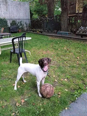 Rented by Brooklyn Heights Real Estate Inc | media 21