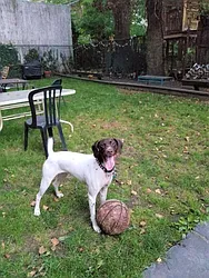 Rented by Brooklyn Heights Real Estate Inc