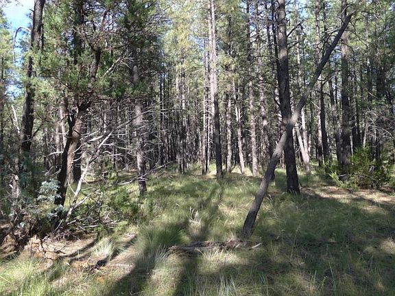 5th image of 289 Gold Mine Dr