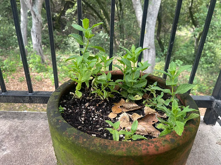 plant and grow vegetables and flowers on the spacious deck. plenty of natural light. enjoy organic mint, rosemary, etc.