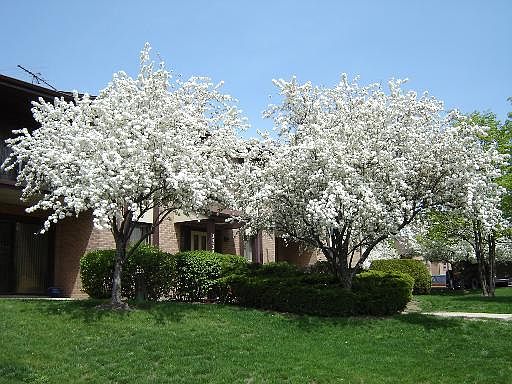 1st image of 2228 Wharf Dr APT 1403