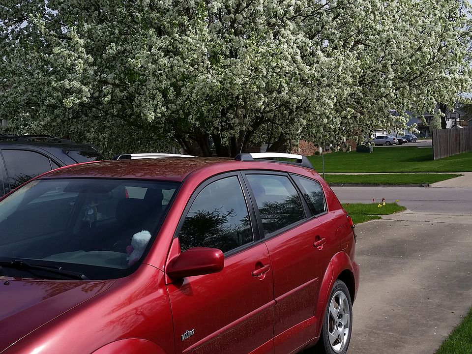 Beautiful tree in the front yard