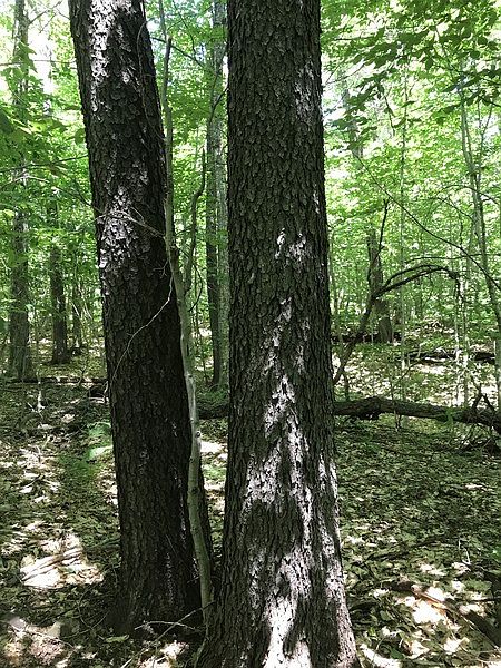 2nd image of Prince Brook Rd #12