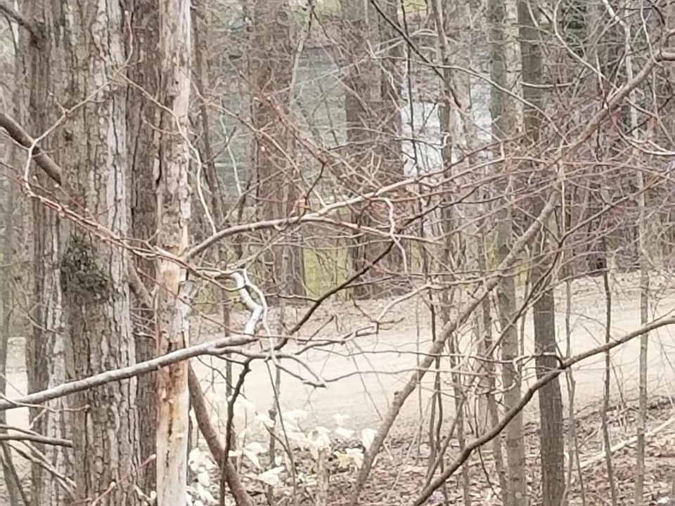 2nd image of 4116 W Maple Dr