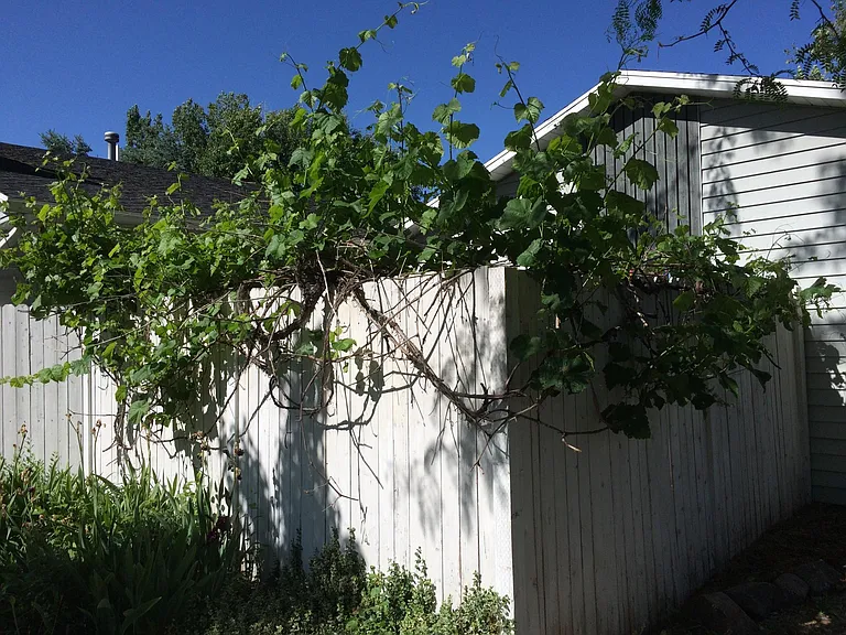 780 Lupine Way — Photo 13