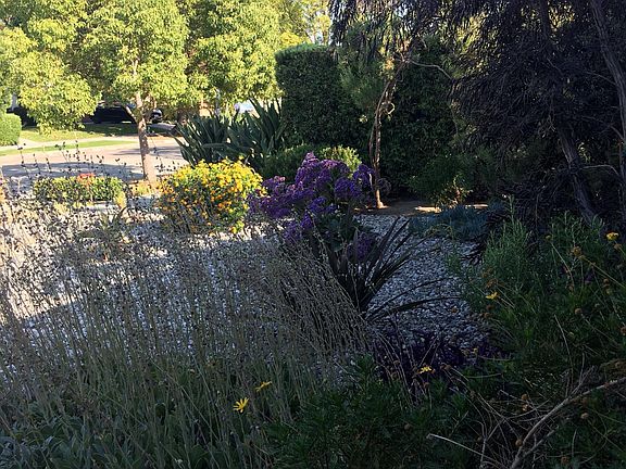 Zero scaped front yard