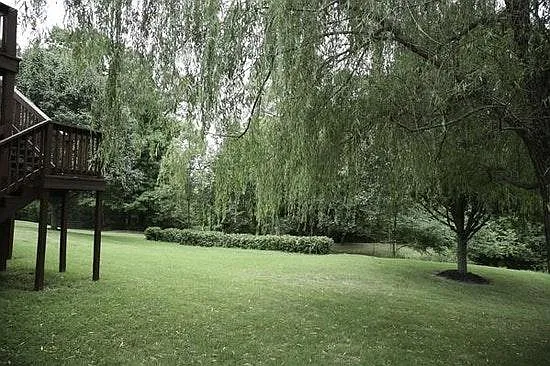Back yard