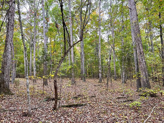 The property is a perfect blend of hardwoods and pine. The gentle topography and low density undergrowth makes these tracts easy to walk