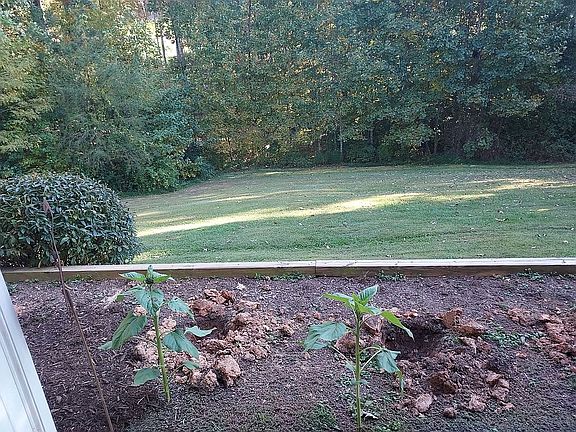 Garden and greenspace