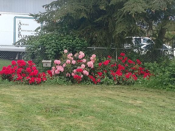Rhododendrons & fence.