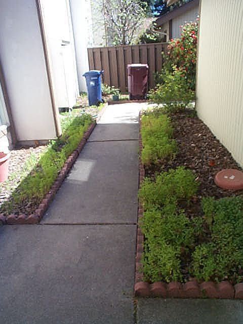 Back-yard