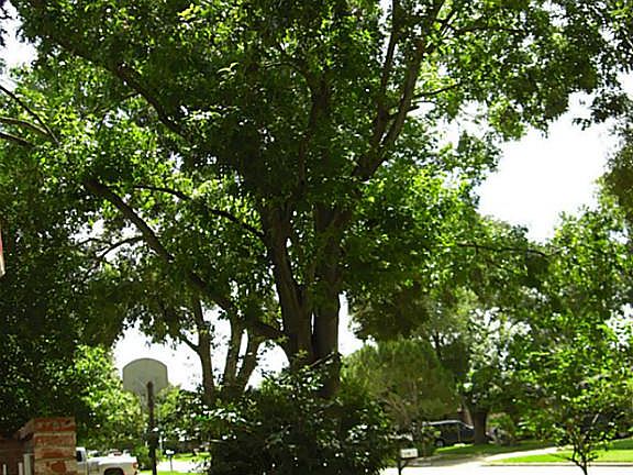 Beautiful Mature Trees for Summer Shade