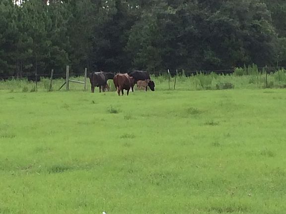 2nd image of 20192 Golden Grass Farms Ln