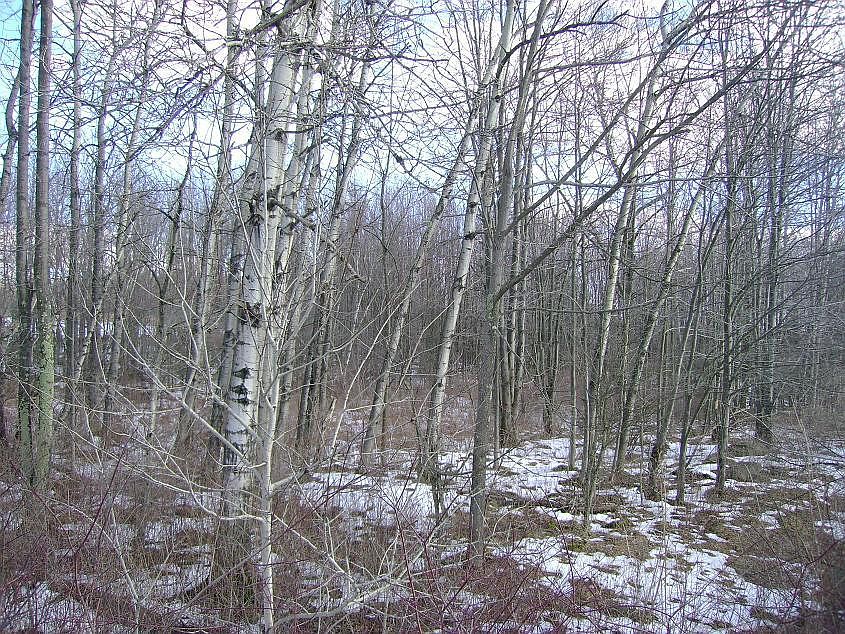 2nd image of Cherry Ln