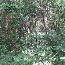 1st image of 298 Lewis Ln
