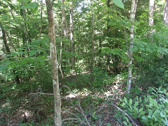 5th image of 5037 Wolf Branch Ln