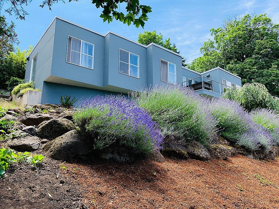 Lavender bloom is on 