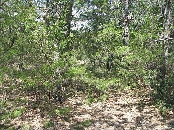 1st image of 356 Shady Oaks Loop