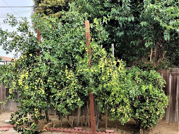 backyard Asian pear tree