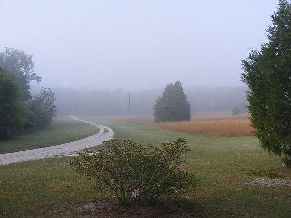 Driveway View