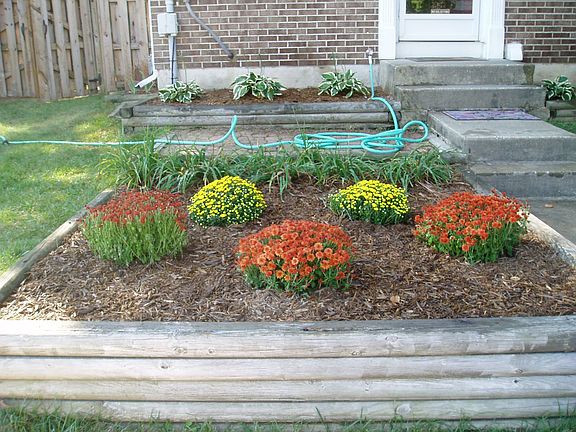 Trying Some Mums in the front bed